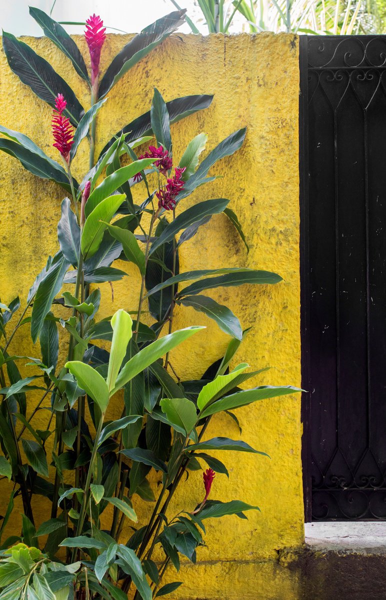 Photorealistic Photograph , Grow On Yellow By Chiara Vignudelli, 12 X 19, Artwork For Sale On Artfinder