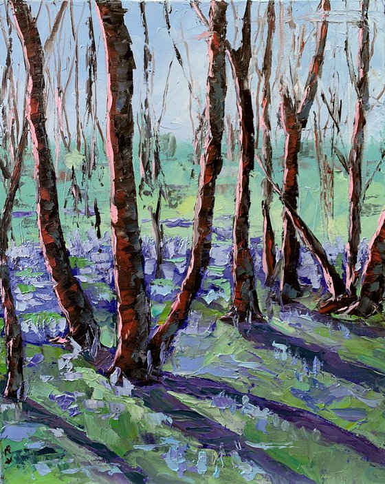 Blooming Bluebells, forest