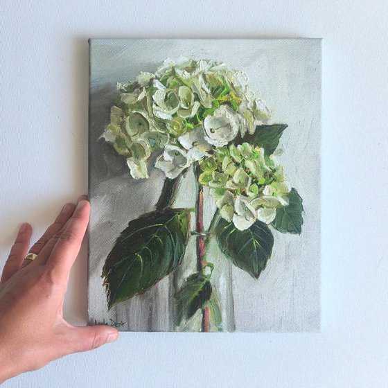 White hydrangea flower
