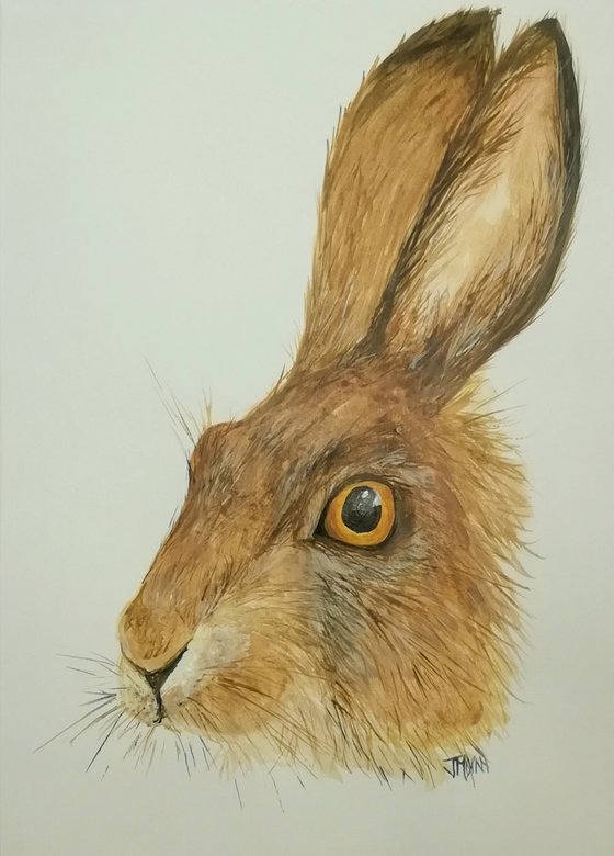 Hare