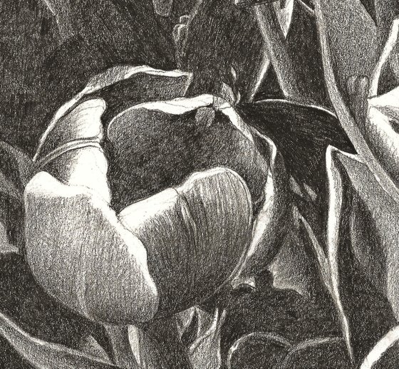 TULIP FEVER VIII