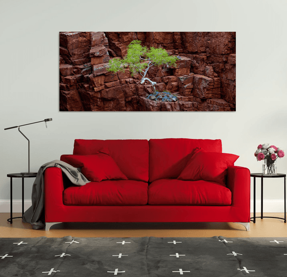 Red Rock Eucalyptus
