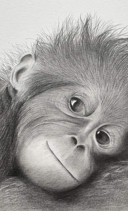 Baby orangutan by Maxine Taylor