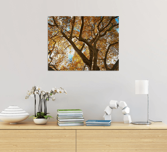 Autumn Canopy