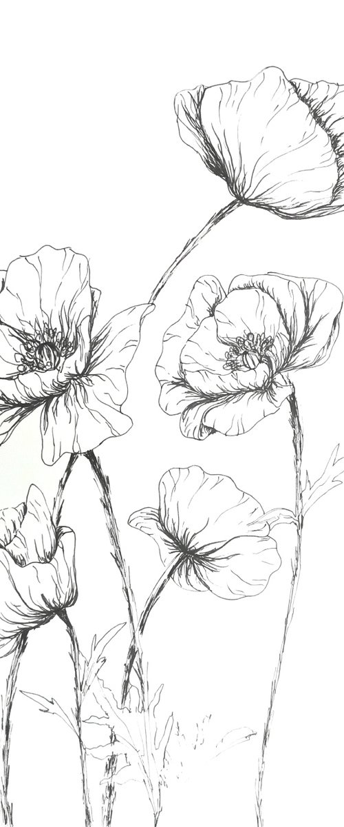 Poppies by Aneta Gajos