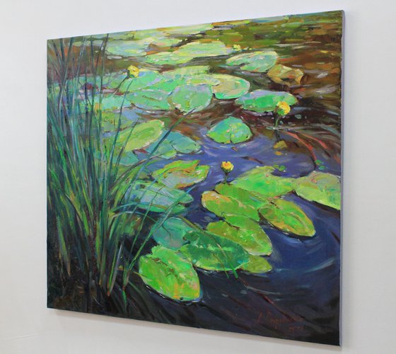 Water lilies pond