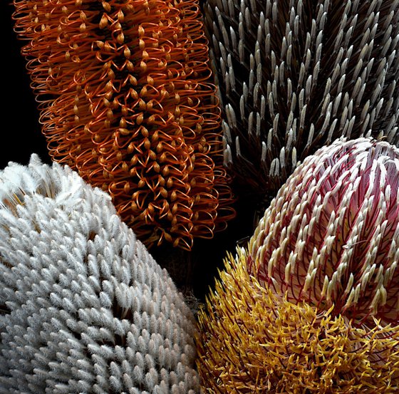 Banksia Bundle