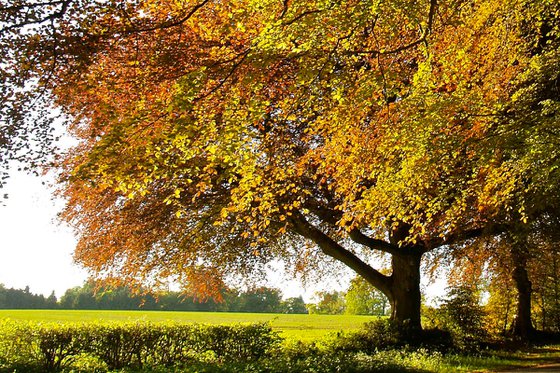 Country Lane in Rural Hampshire