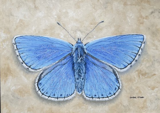 Adonis Blue