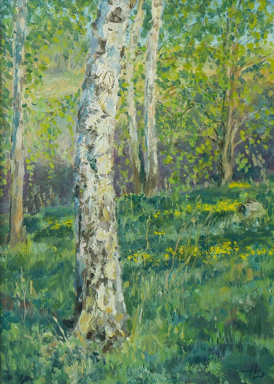 The Sunny Birch Forest