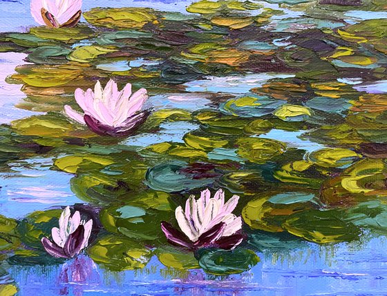 Water lilies beauty