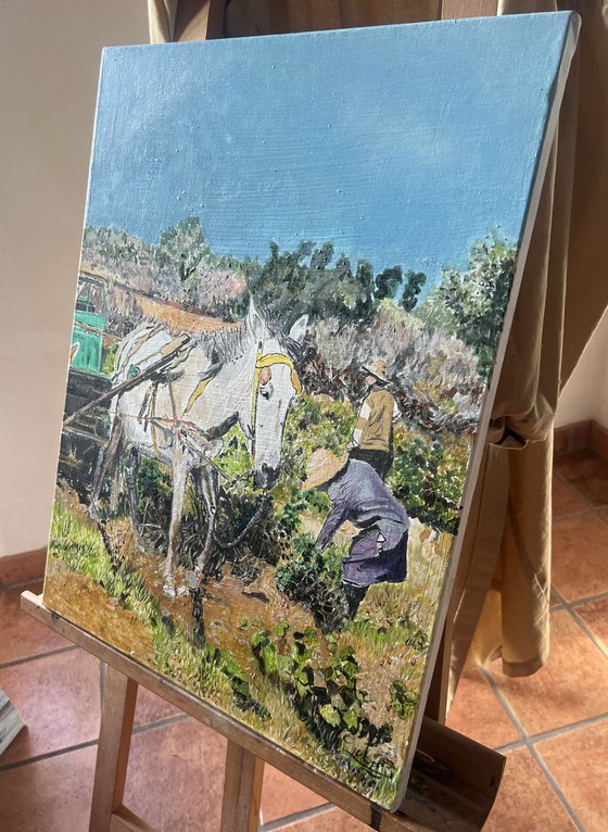 Grape harvest in Morocco