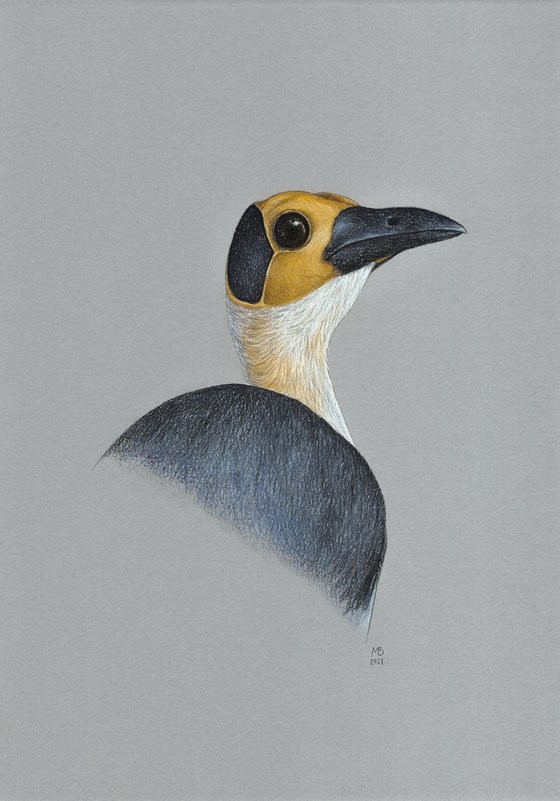 Original pastel drawing bird "White-necked rockfowl"