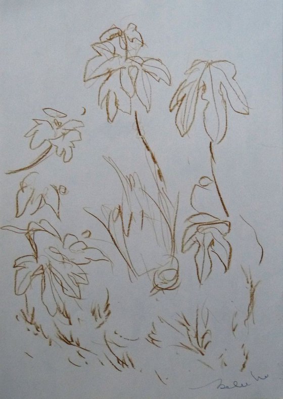 Six sketches - Plant Forms, 21x29 cm - affordable & AF exclusive !