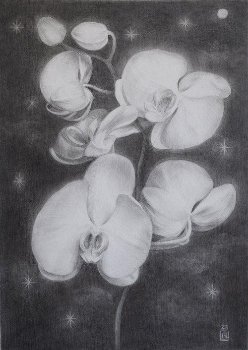 Phalaenopsis by Polina Kharlamova