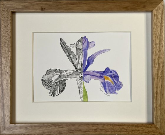 Garden iris flower
