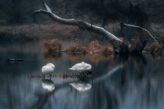 Sleeping swans
