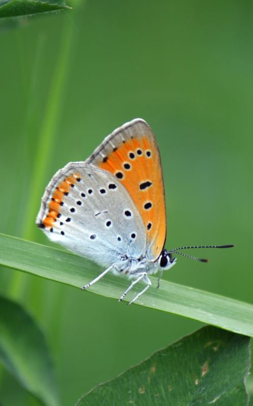 Butterfly on grass by Sonja  Čvorović
