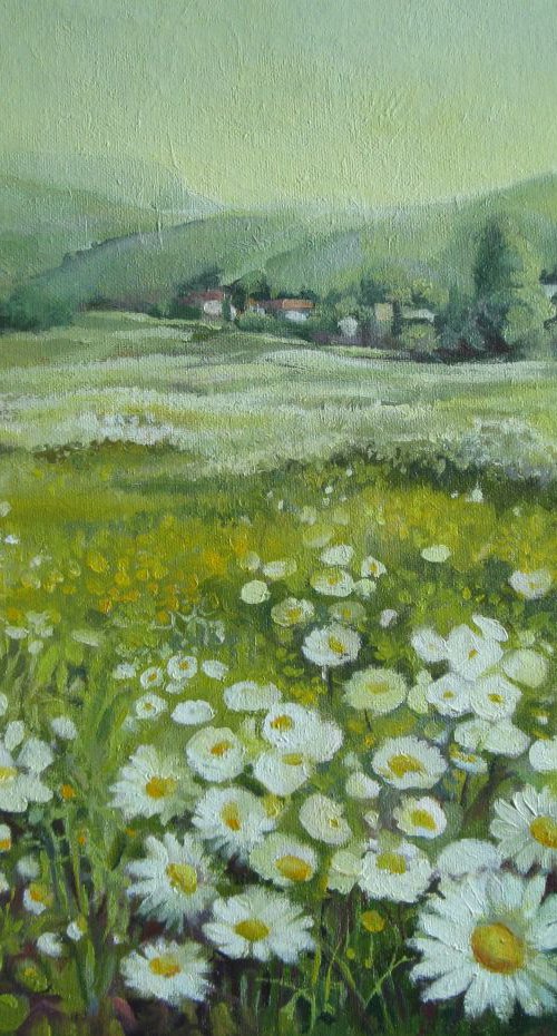 Field of daisies by Elena Oleniuc