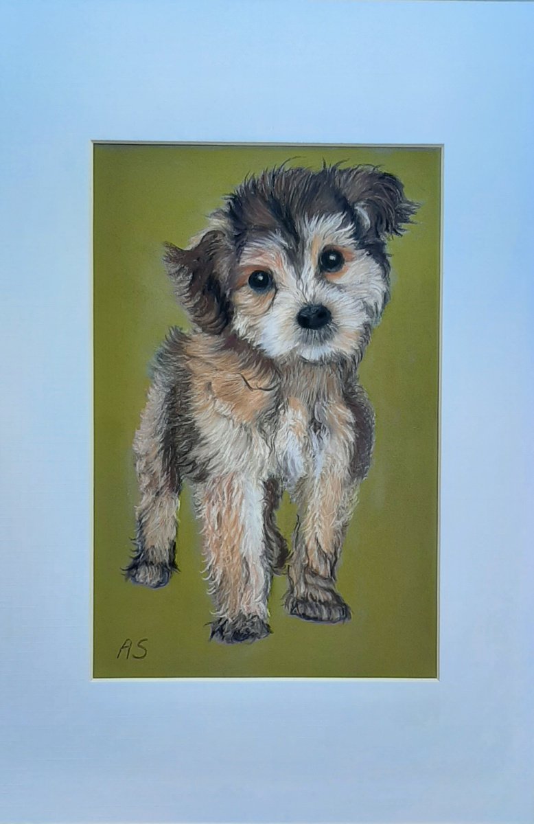 Photorealistic Animal Pastel Drawing By Anne Shaughnessy, 7 X 11, Scruffy The Dog, Original Artwork