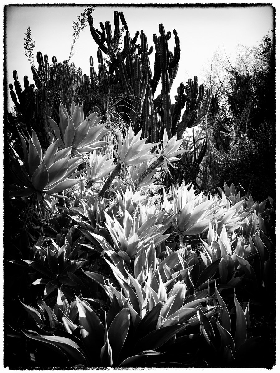 Photorealistic Botanical Photograph By Heike Bohnstengel, 16 X 20, Succulents, La, Original Artwork