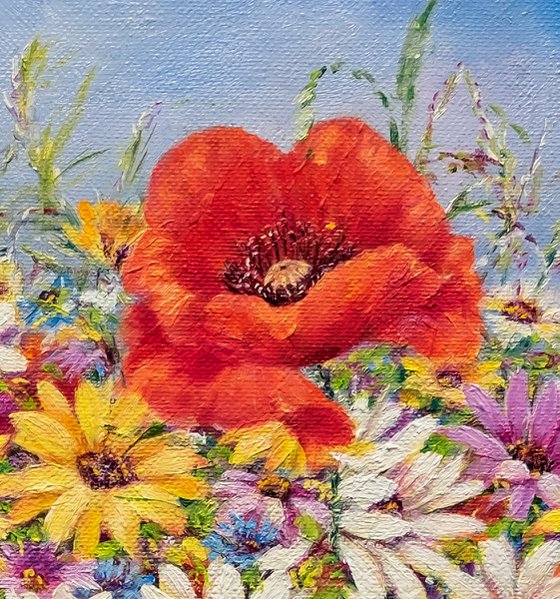 Wild Poppies & Daisies