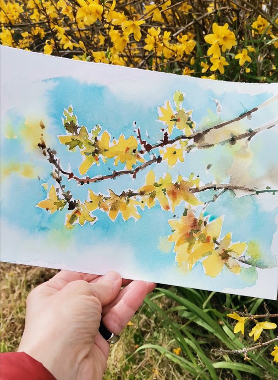 Spring. Yellow flowers. A sprig of forsythia.