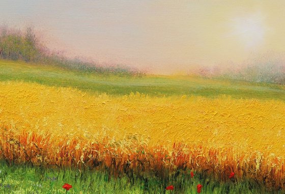 Wheat field in summer