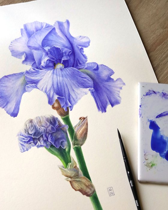 Blue Iris Side View