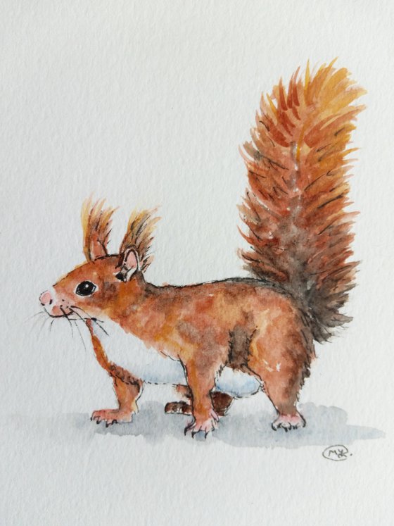 Cute Red Squirrel