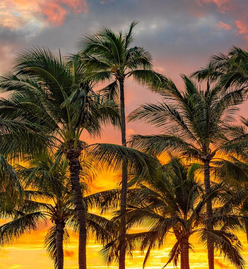 Hawaiian Dreams by Nick Psomiadis