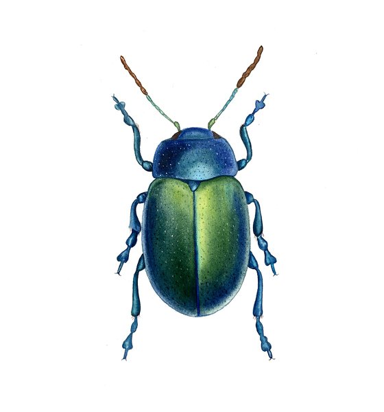 Watercolour beetle