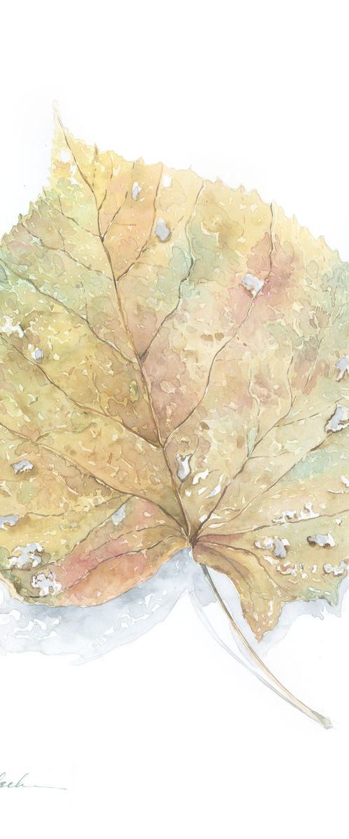 An autumn leaf by Olga Koelsch
