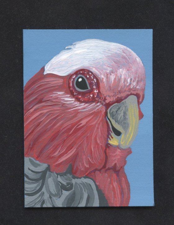 ACEO ATC Original Miniature Painting Australian Parrot Galah Pet Bird Art-Carla Smale