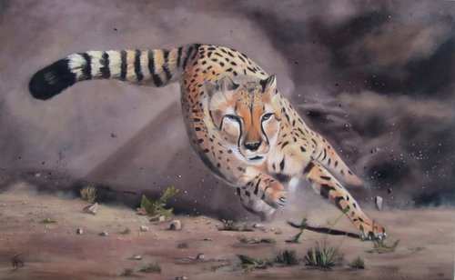 Cheetah on the hunt by Ira Whittaker