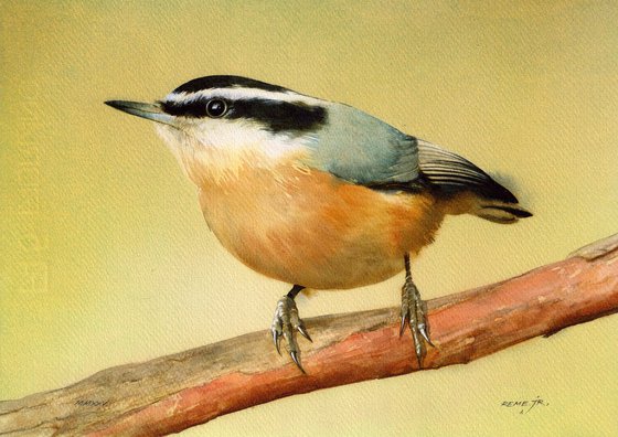 Red Breasted Nuthatch