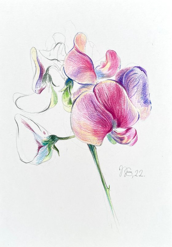 Sweet peas