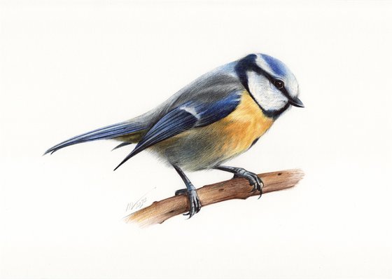 Birds Collection V