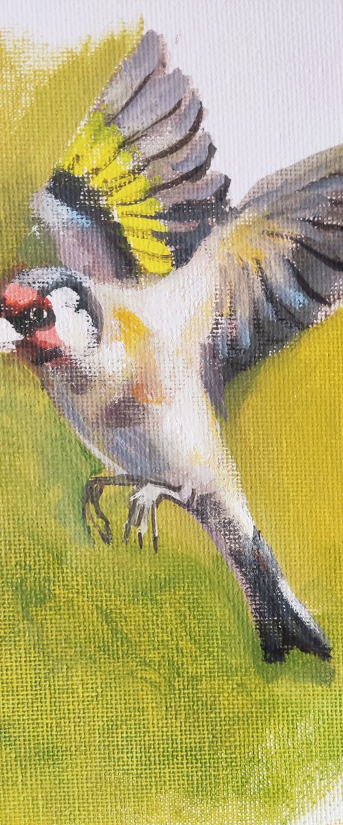 Goldfinch by HELINDA (Olga Müller)