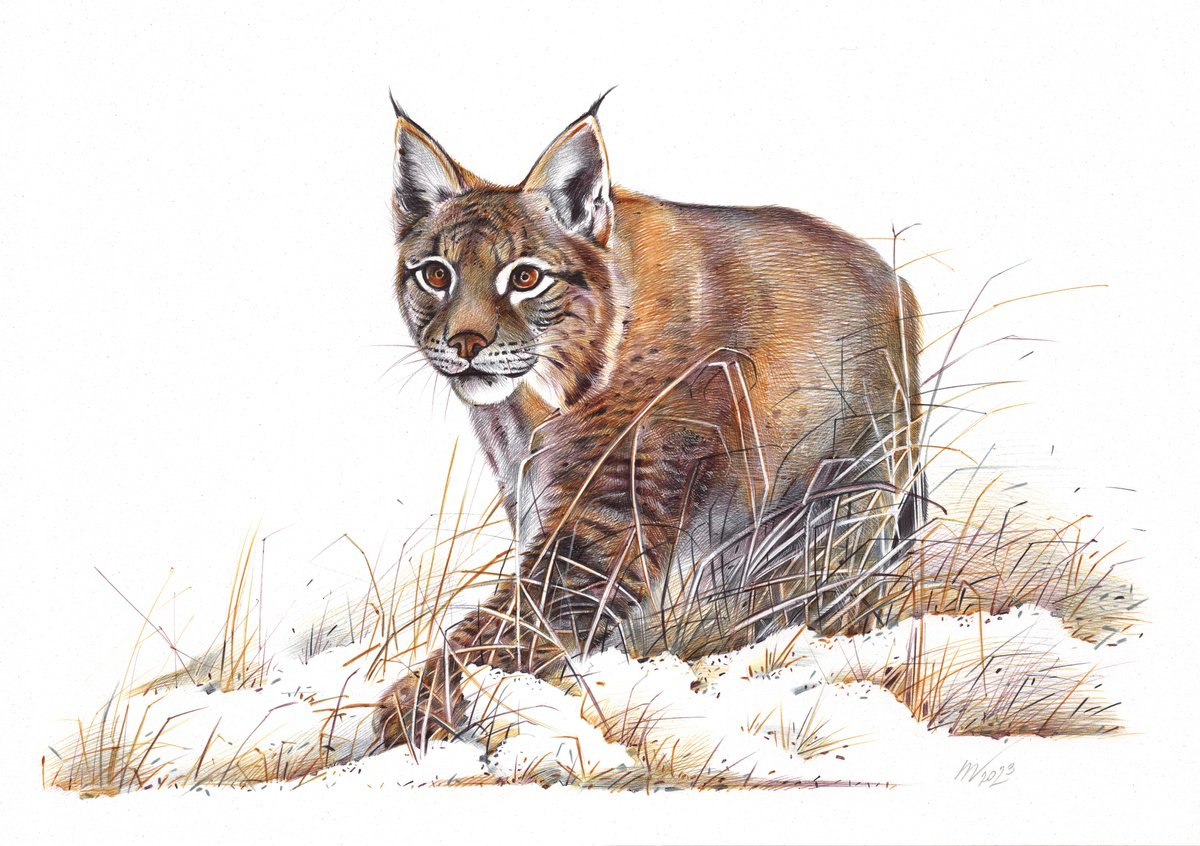 Eurasian Lynx (Realistic Ballpoint Pen Drawing) by Daria Maier