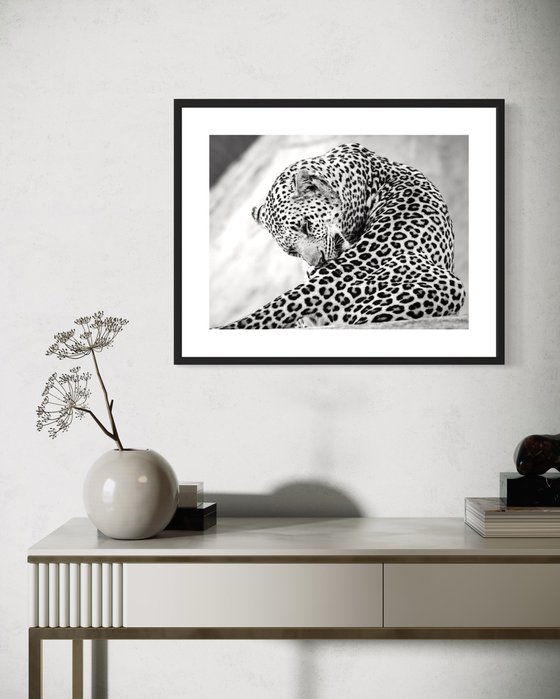 THE BIG LEOPARD