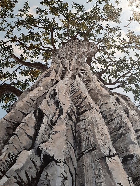 Magnificent Poplar Tree