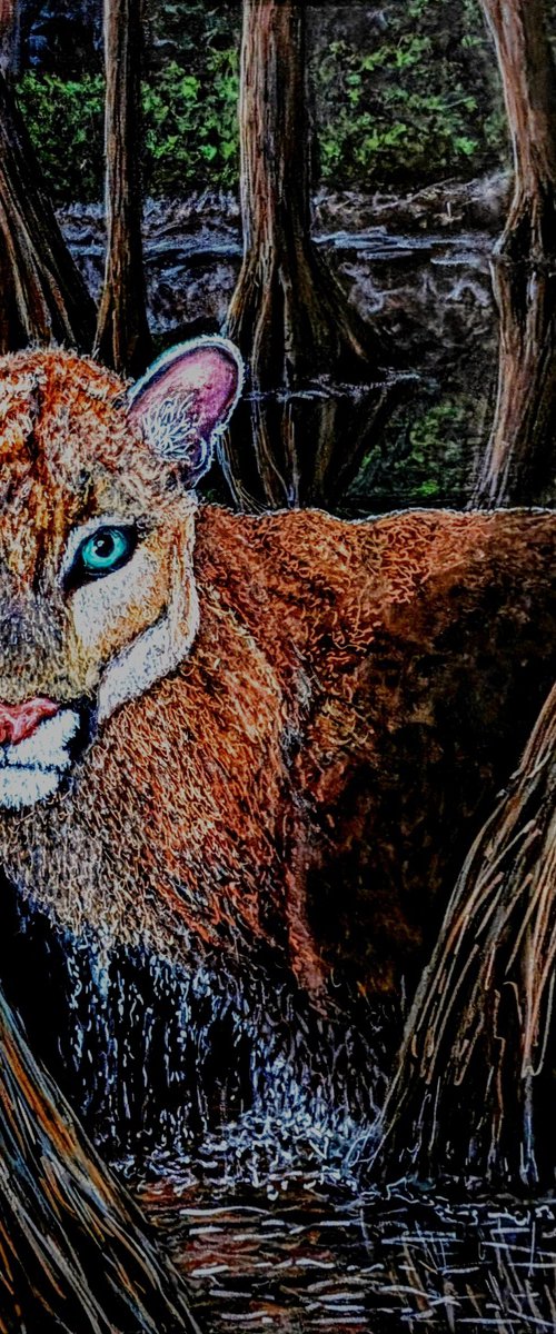 Florida Panther In The Swamp by Robbie Potter