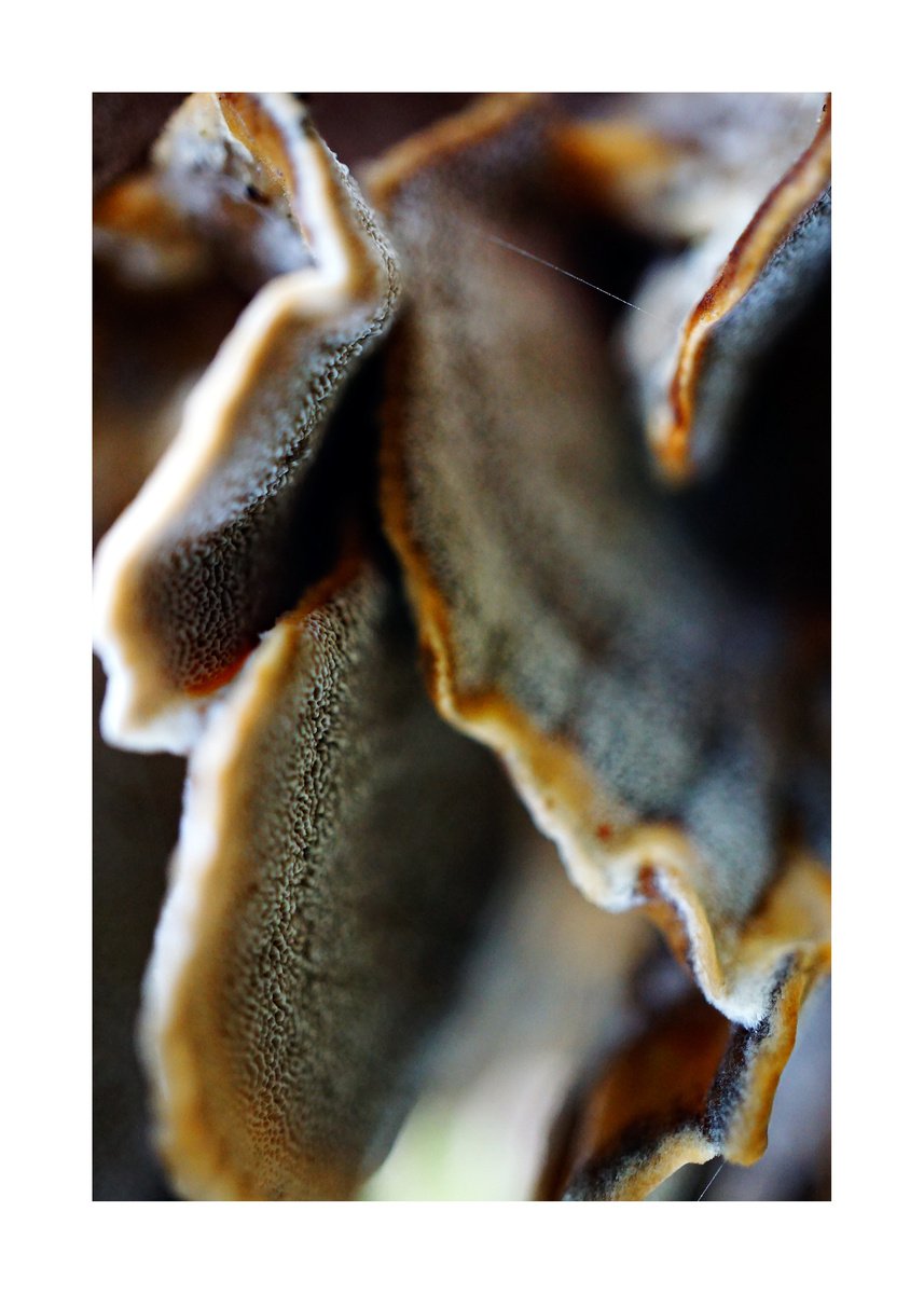 Abstract Mushroom Fantasy 03 (LIMITED EDITION OF 15) by Richard Vloemans