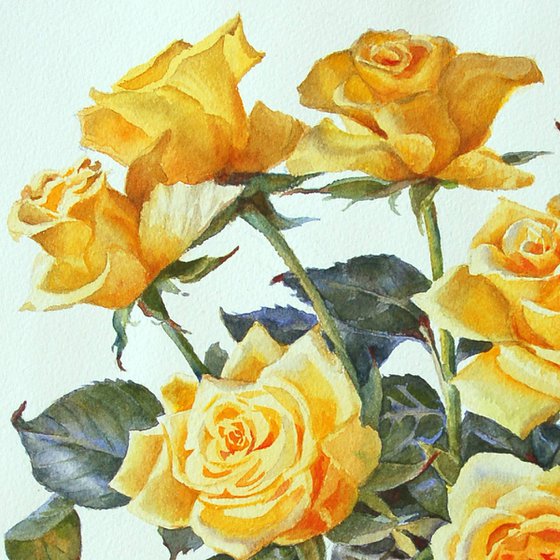 Yellow roses