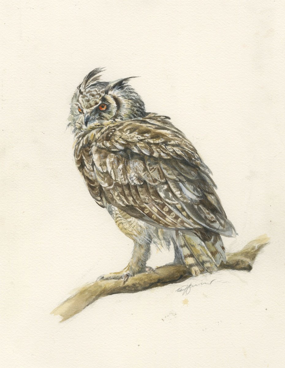 Photorealistic Animal Watercolour By Una Hurst, 10 X 14", Owl Long -Eared, Original Artwork