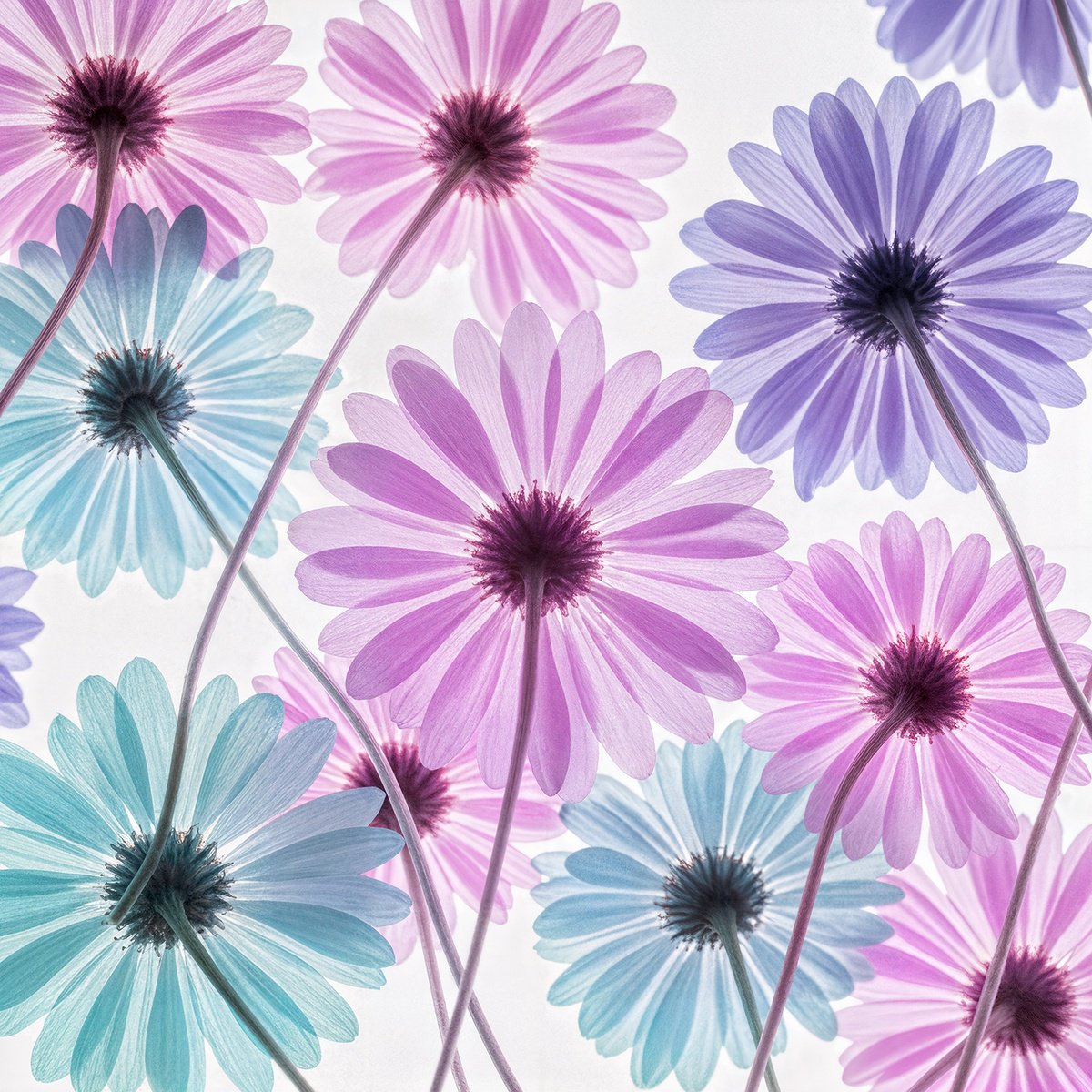 Photorealistic Botanical Photograph By Michael Filonow, 32 X 32", Translucent 33, Original Artwork