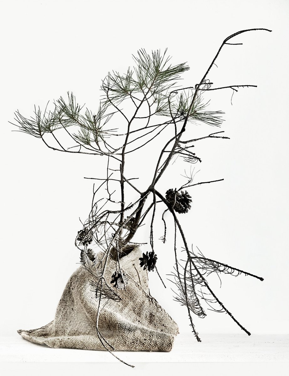 White Light#015-Pine- by Keiichiro Muramatsu