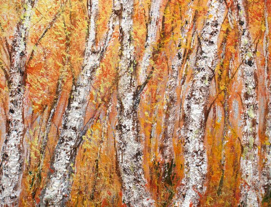 Autumn birch trees