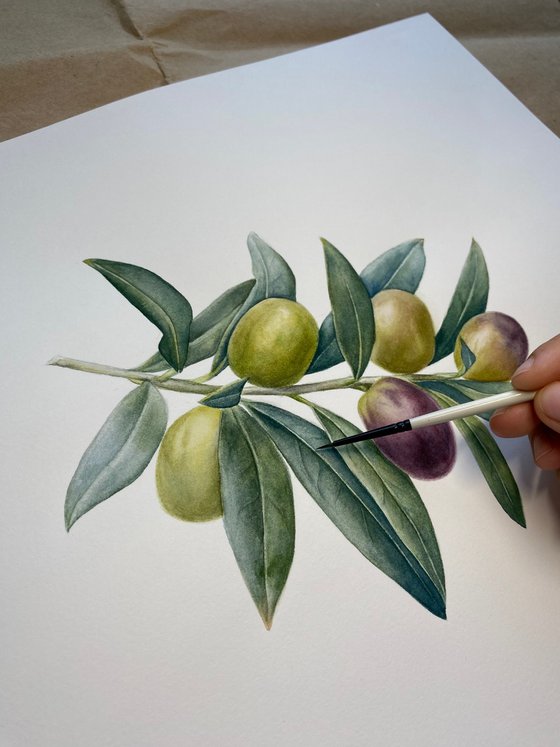 Olive Branch